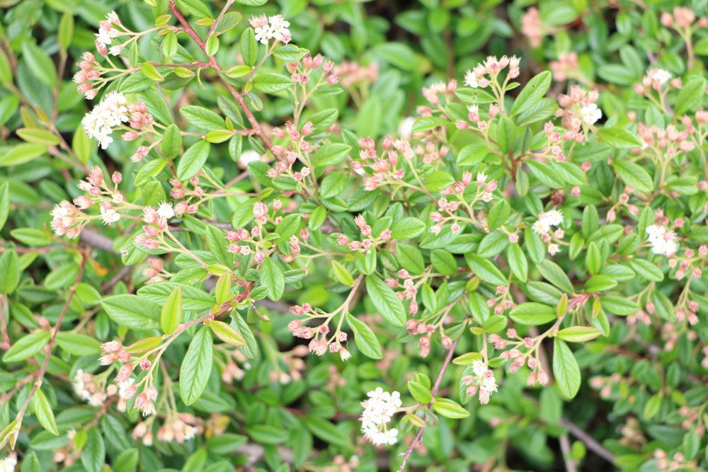 Zwergmispel, Cotoneaster