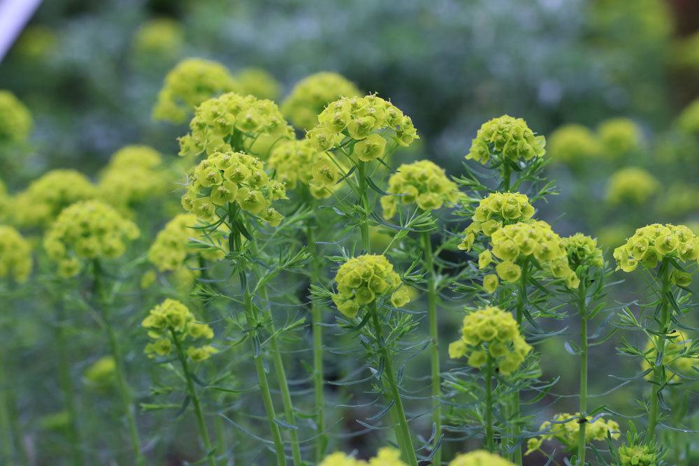 Zypressenwolfsmilch, Euphorbia cyparissias