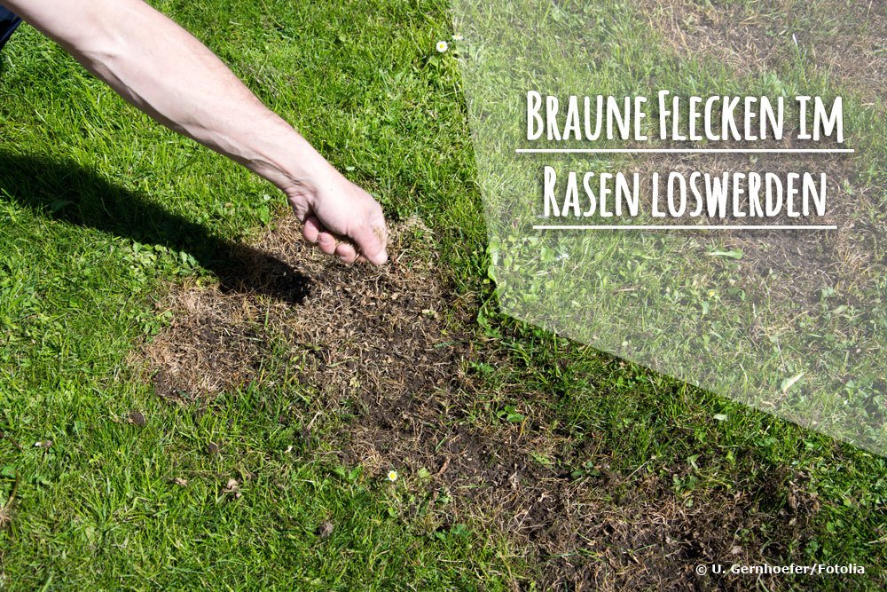 Braune Flecken im Rasen