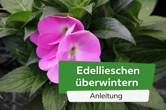 Edellieschen überwintern Titel