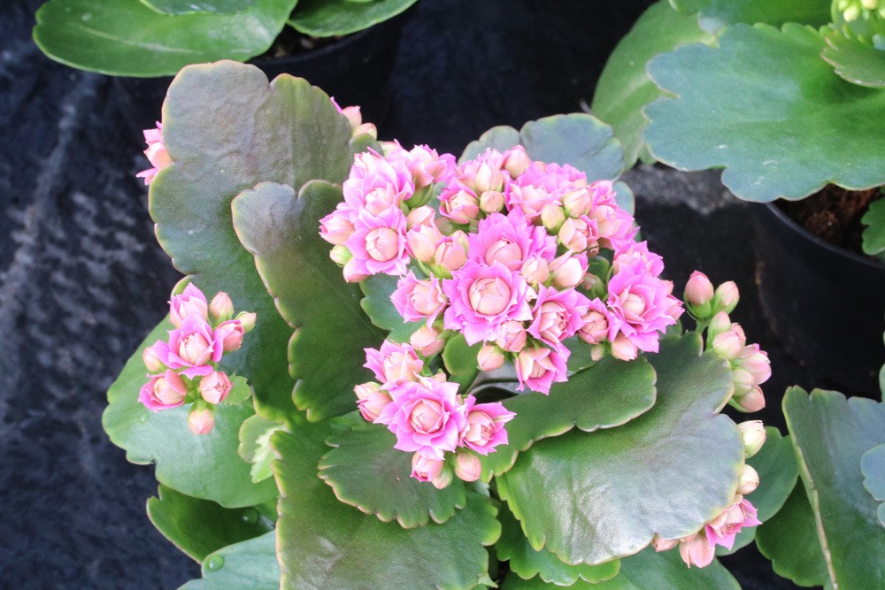 Flammendes Käthchen Kalanchoe