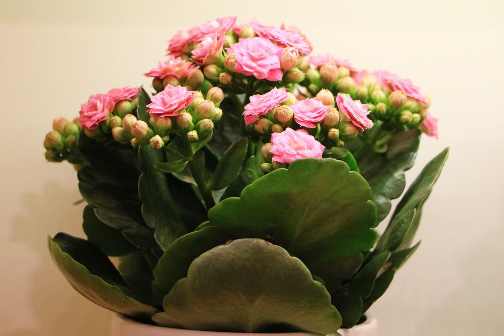 Flammendes Käthchen Kalanchoe