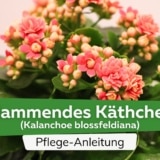 Flammendes Käthchen (Kalanchoe blossfeldiana)