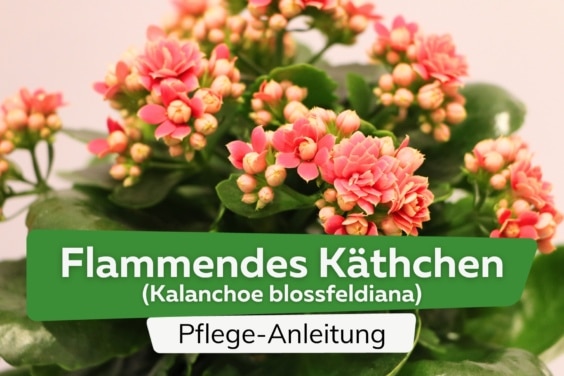 Flammendes Käthchen (Kalanchoe blossfeldiana)