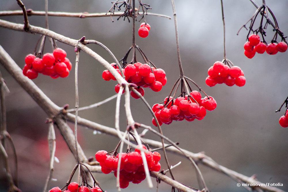 Beeren des gemeinen Schneeballs, Viburnum Opulus