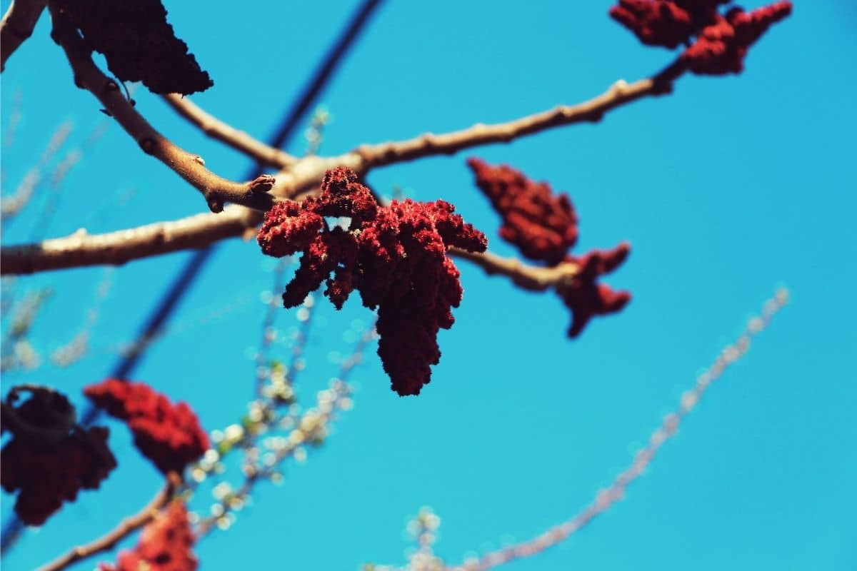 Geschlitzblättriger Essigbaum (Rhus typhina 'Dissecta')