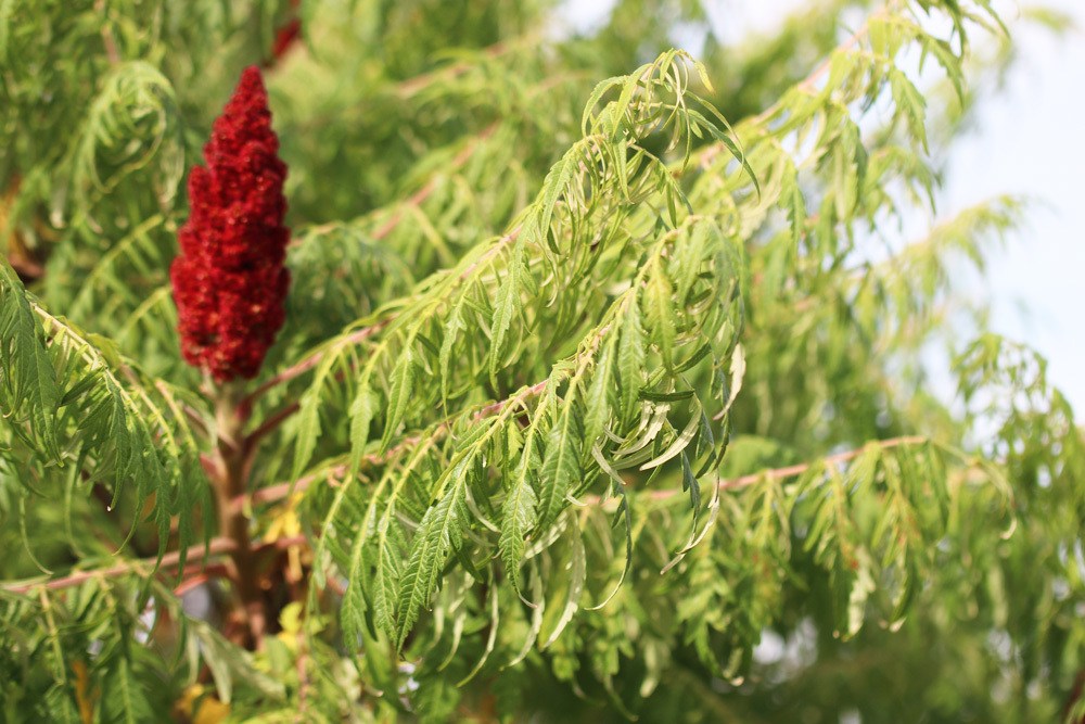 Geschlitzblättriger Essigbaum