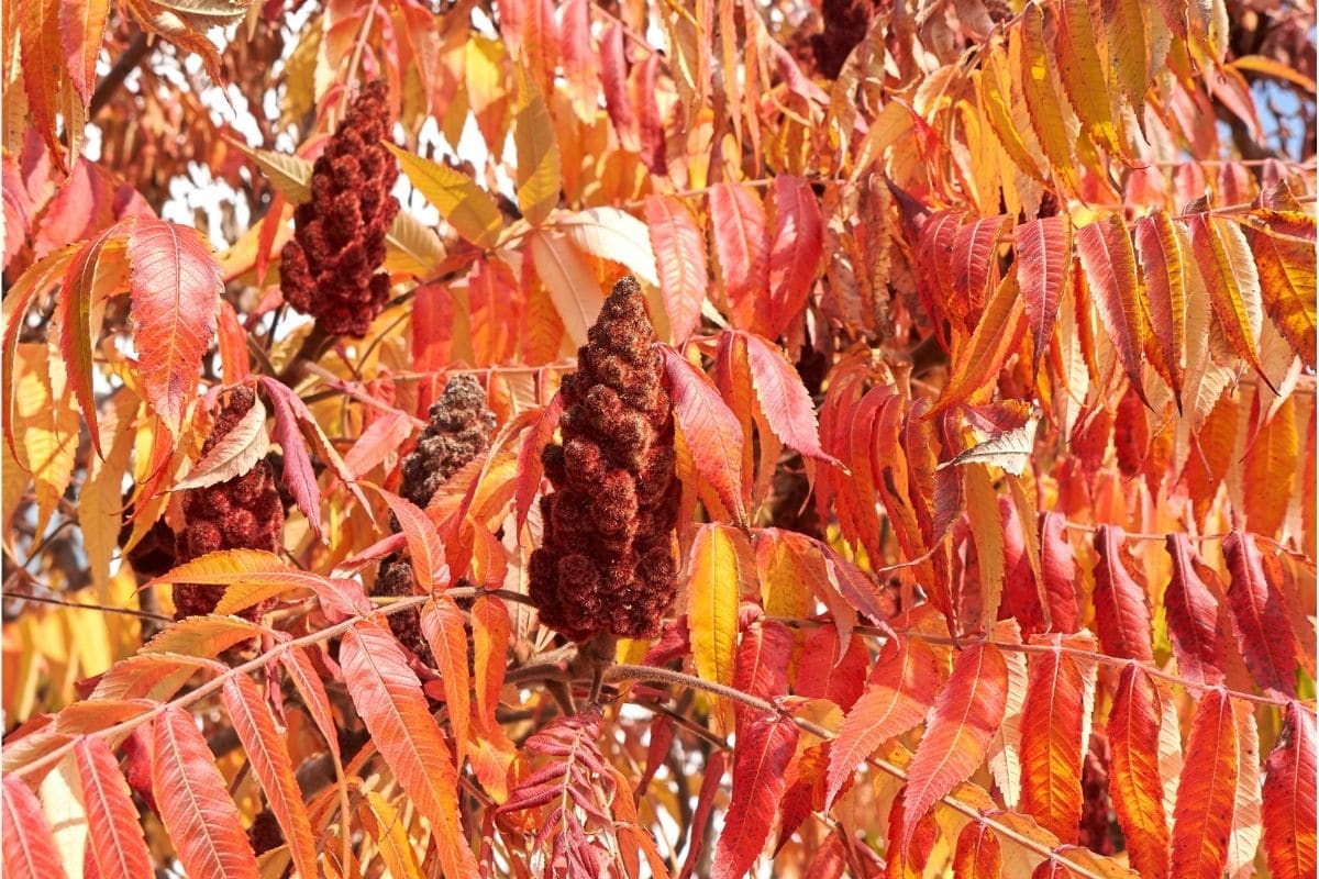 Geschlitzblättriger Essigbaum (Rhus typhina 'Dissecta')