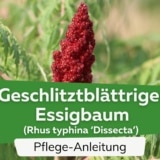 Geschlitztblättriger Essigbaum (Rhus typhina 'Dissecta')