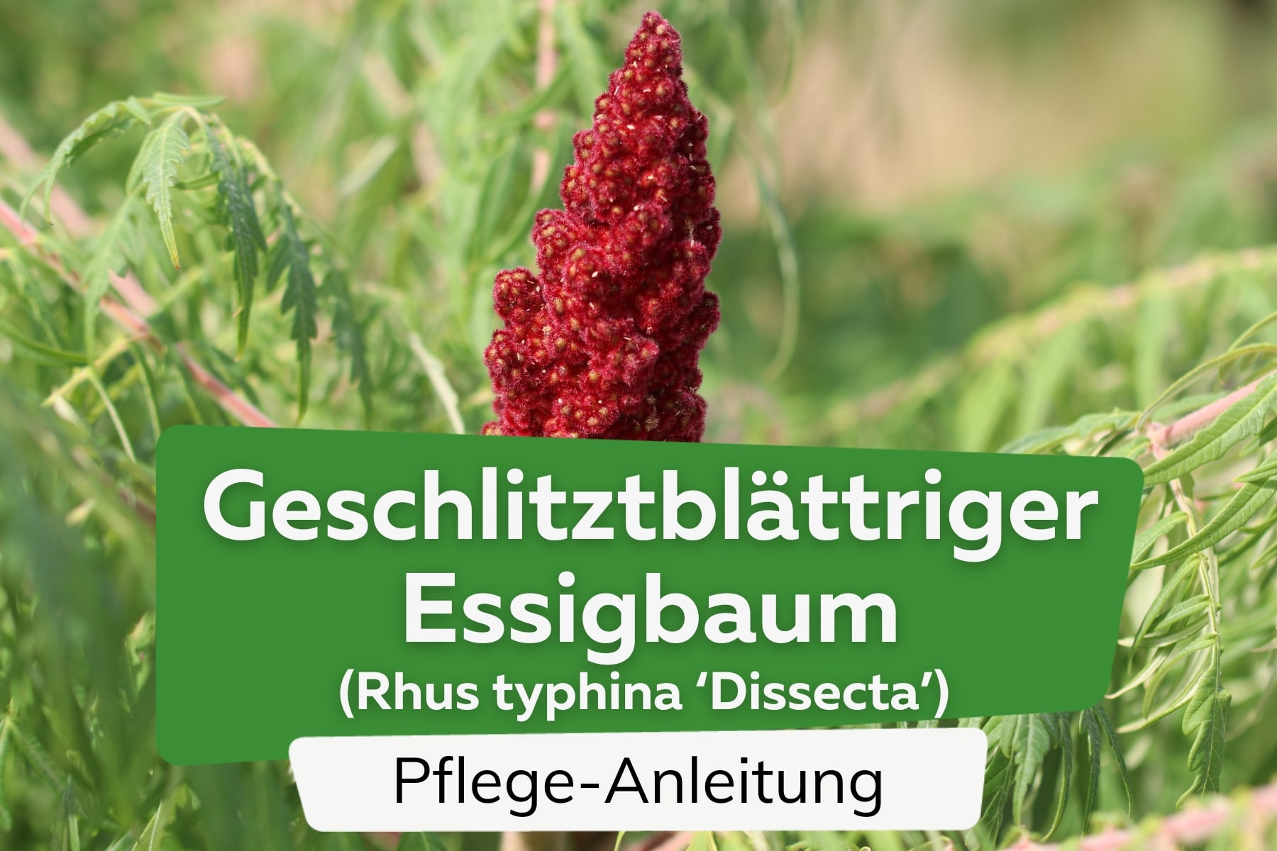 Geschlitztblättriger Essigbaum (Rhus typhina 'Dissecta')