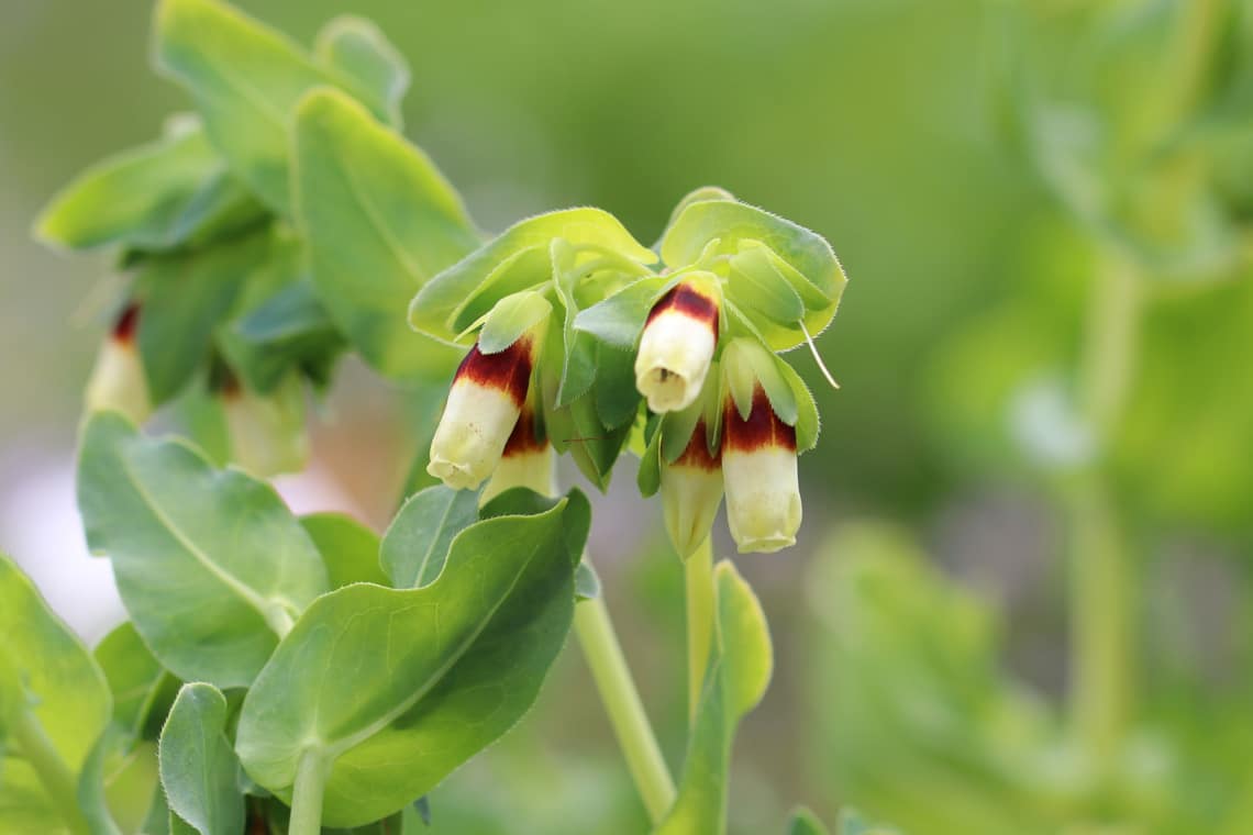 Blüten der Großen Wachsblume