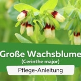 Große Wachsblume (Cerinthe major)