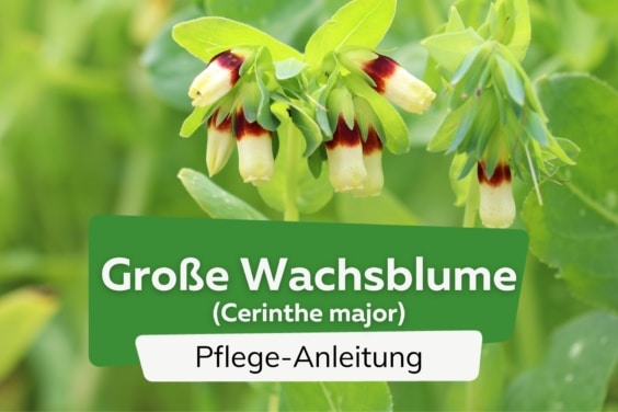 Große Wachsblume (Cerinthe major)