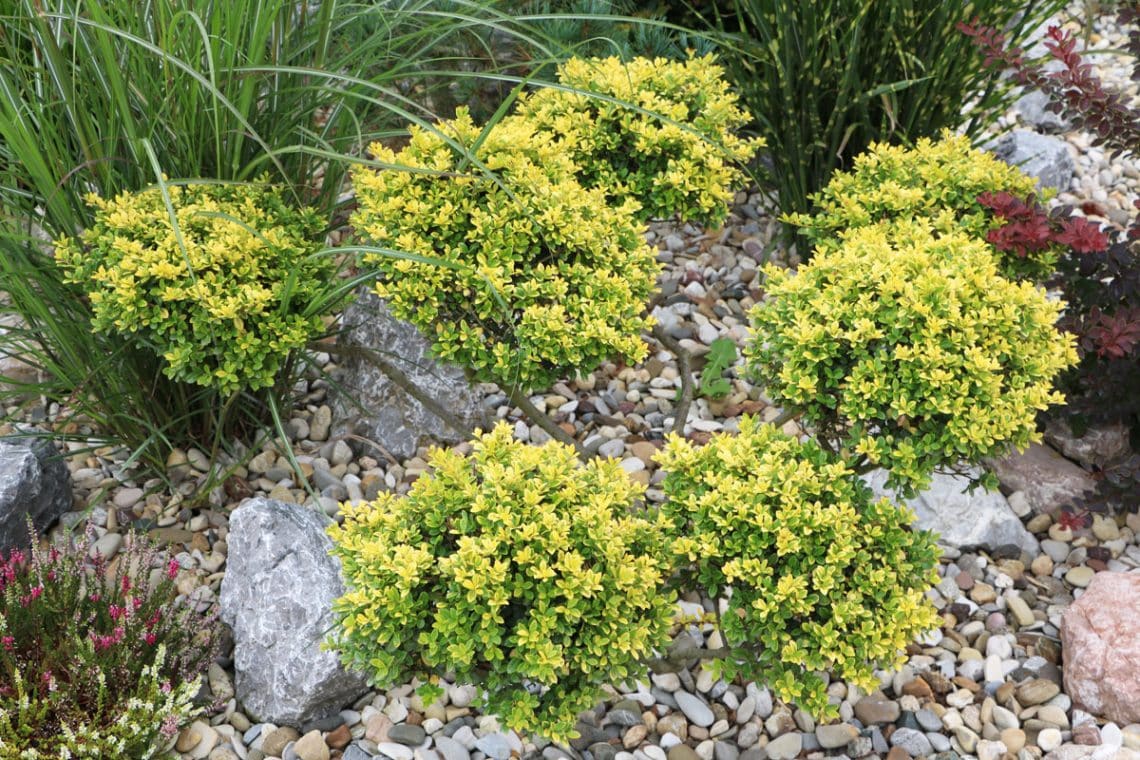 Ilex Crenata, Japanische Stechpalme: Pflege von A-Z