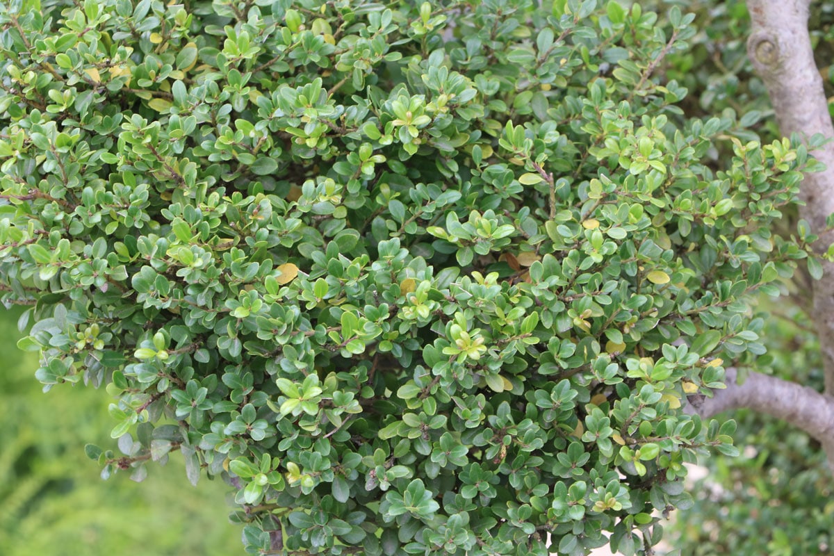 Ilex crenata 'Glorie Gem'