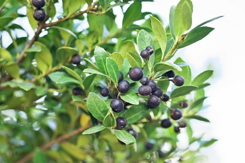 Beeren der Japanischen Stechpalme (Ilex crenata)