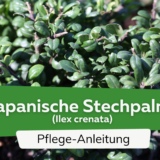 Japanische Stechpalme (Ilex crenata)