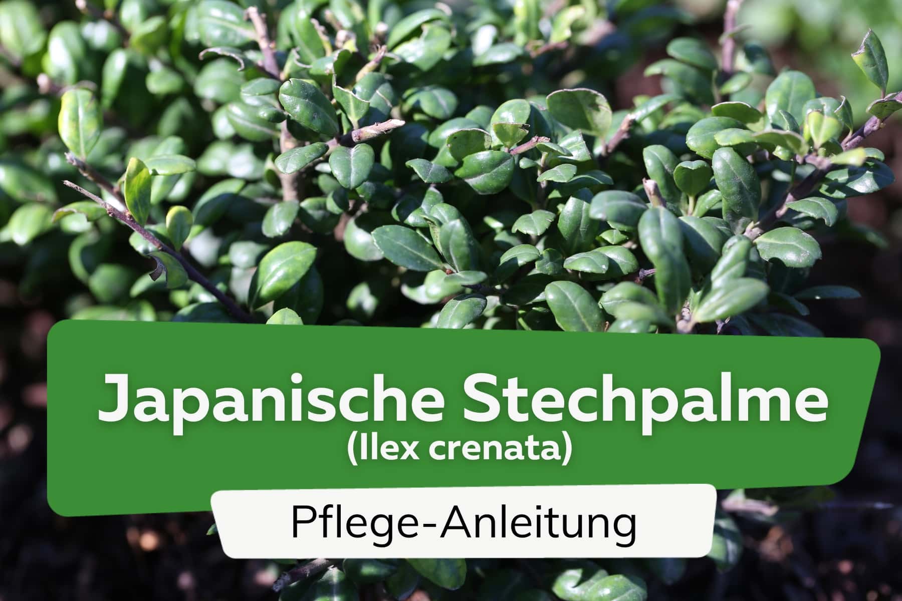 Ilex Crenata, Japanische Stechpalme: Pflege von A-Z