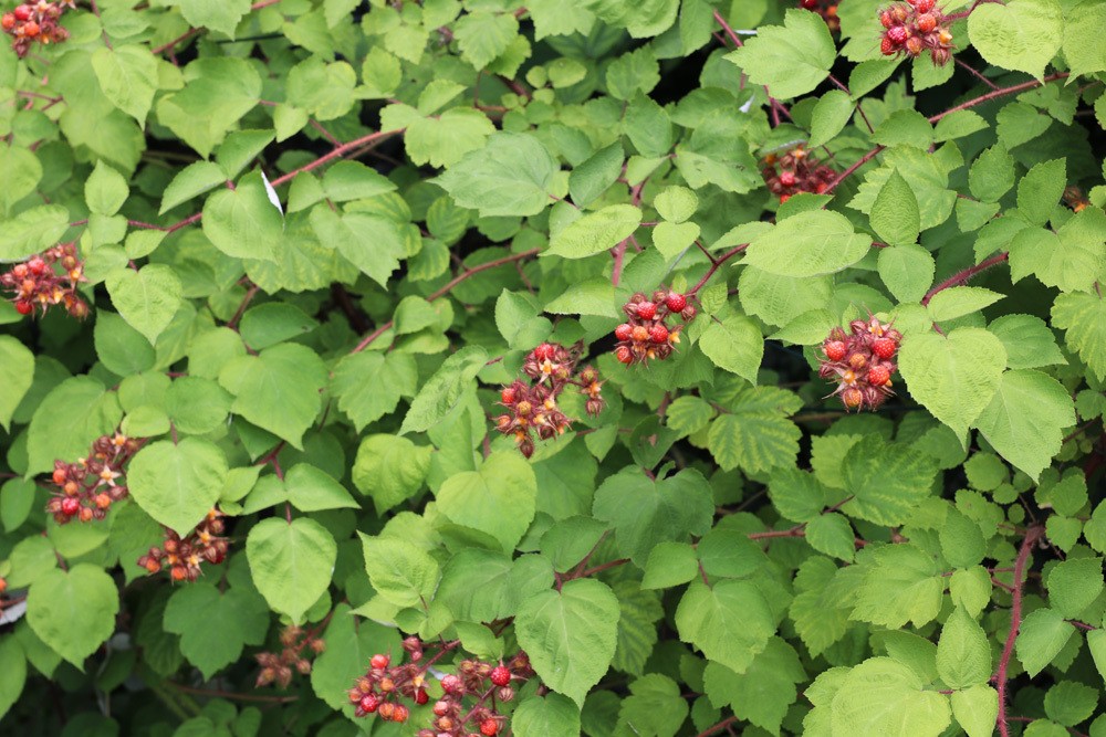 Japanische Weinbeere Rubus phoenicolasius