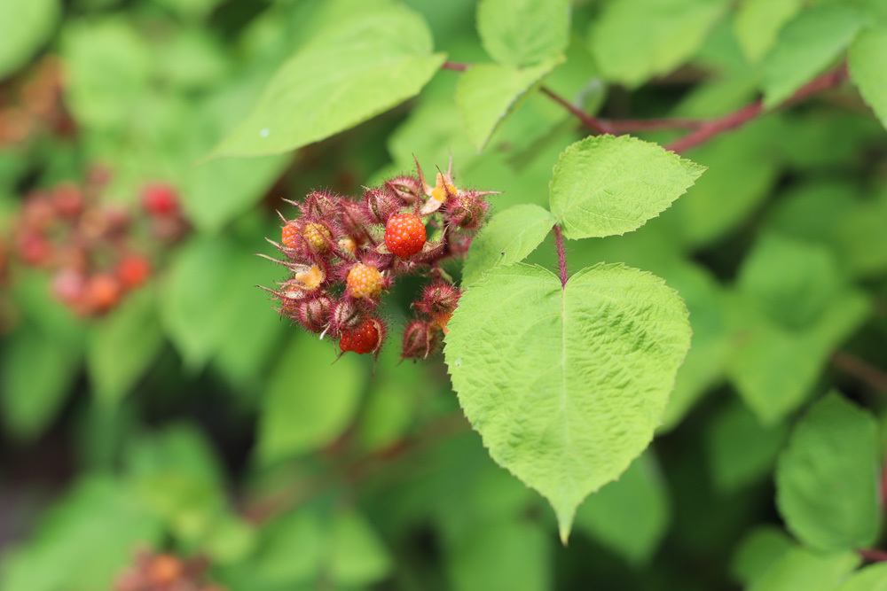 Japanische Weinbeere Rubus phoenicolasius