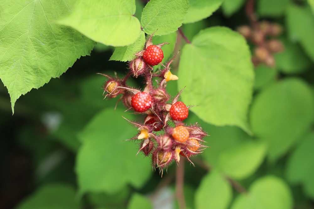 Japanische Weinbeere Rubus phoenicolasius