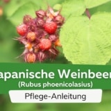 Japanische Weinbeere (Rubus phoenicolasius)