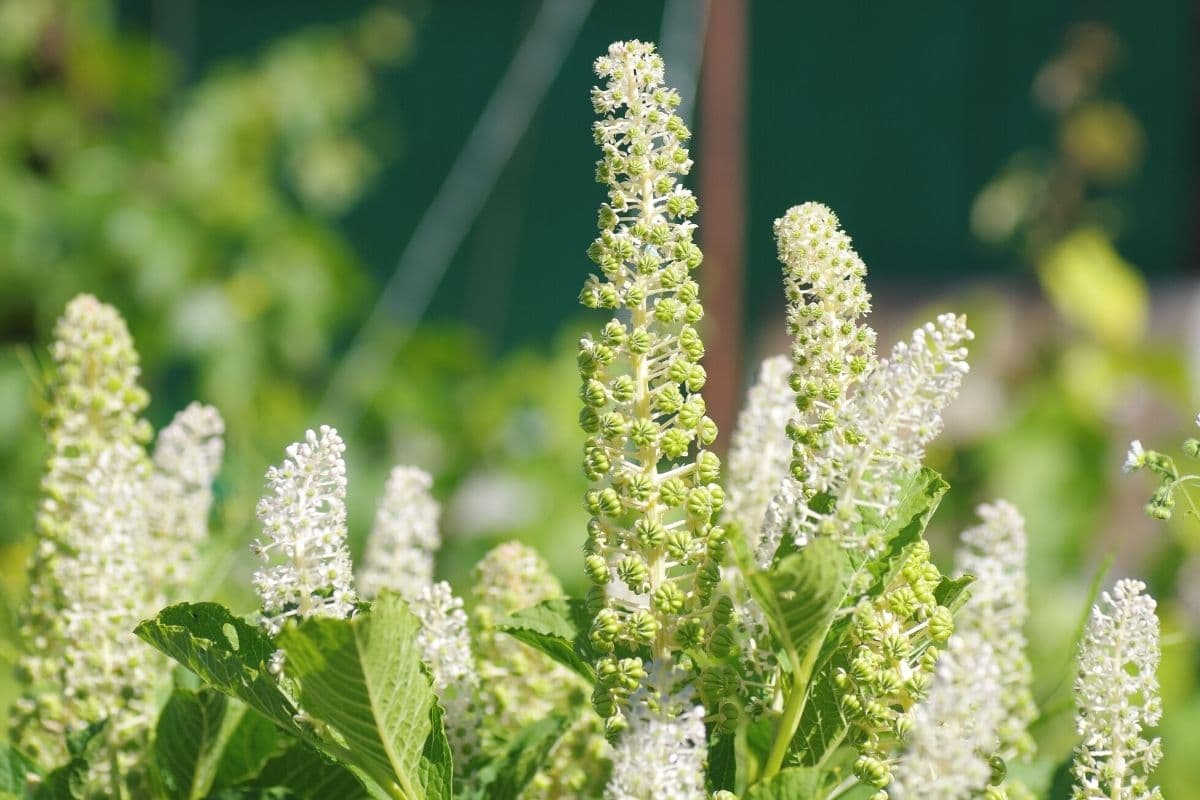 Blüte der Kermesbeere