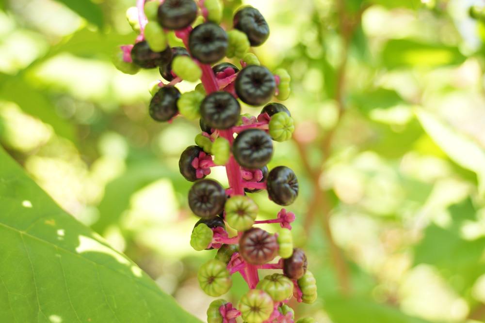 Phytolacca Americana Amerikanische Kermesbeere