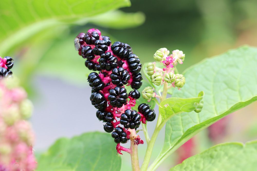 Phytolacca Acinosa Indische Kermesbeere