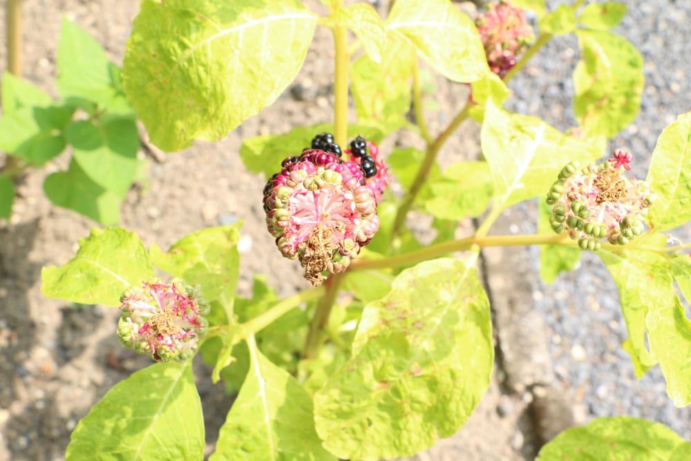 Phytolacca Kermesbeere