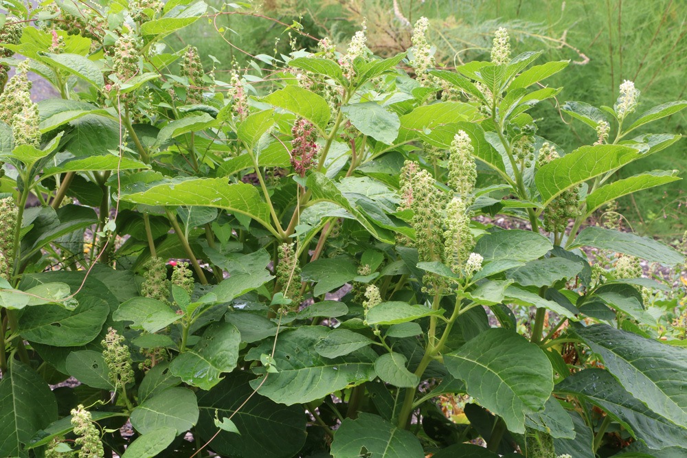 Phytolacca acinosa Indische Kermesbeere