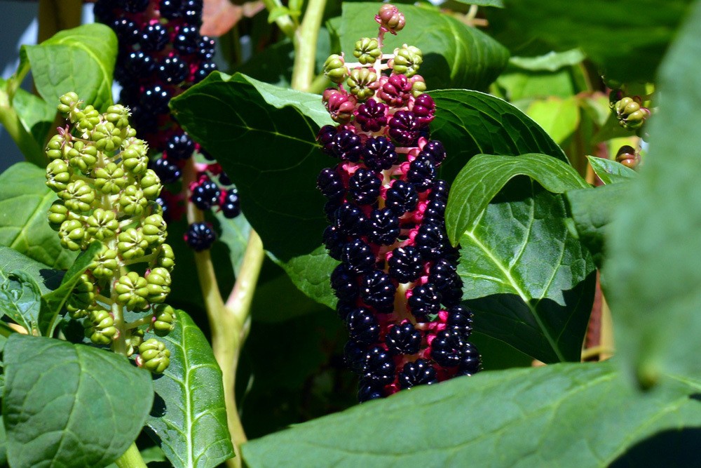 Kermesbeere Phytolacca acinose