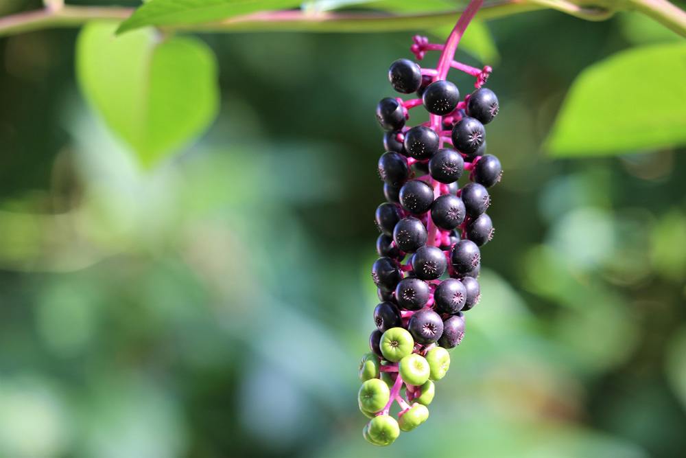 Kermesbeere Phytolacca Americana Früchte