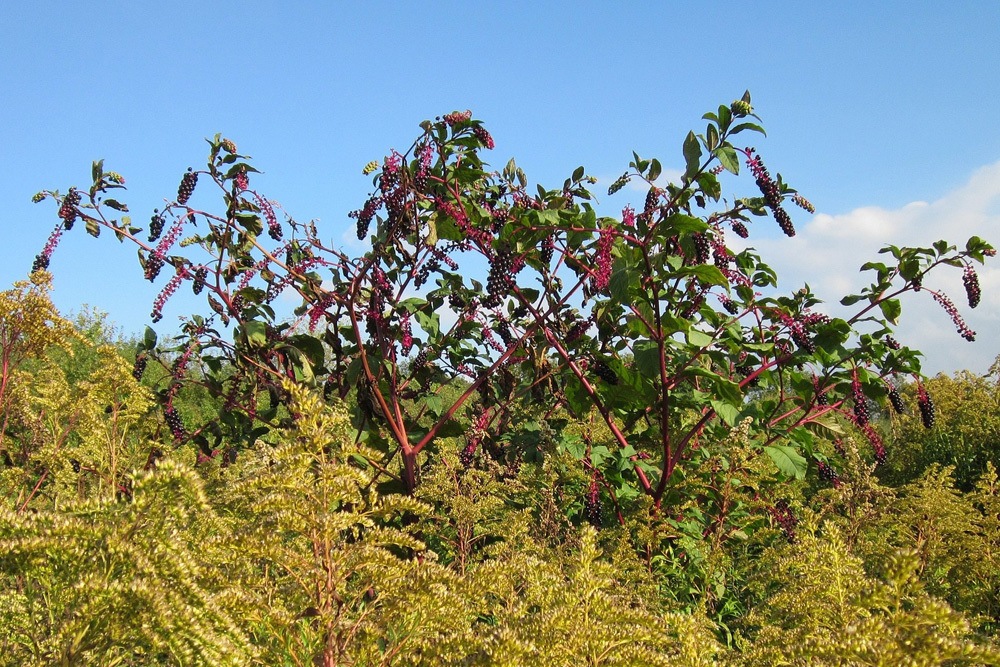 Kermesbeere Phytolacca