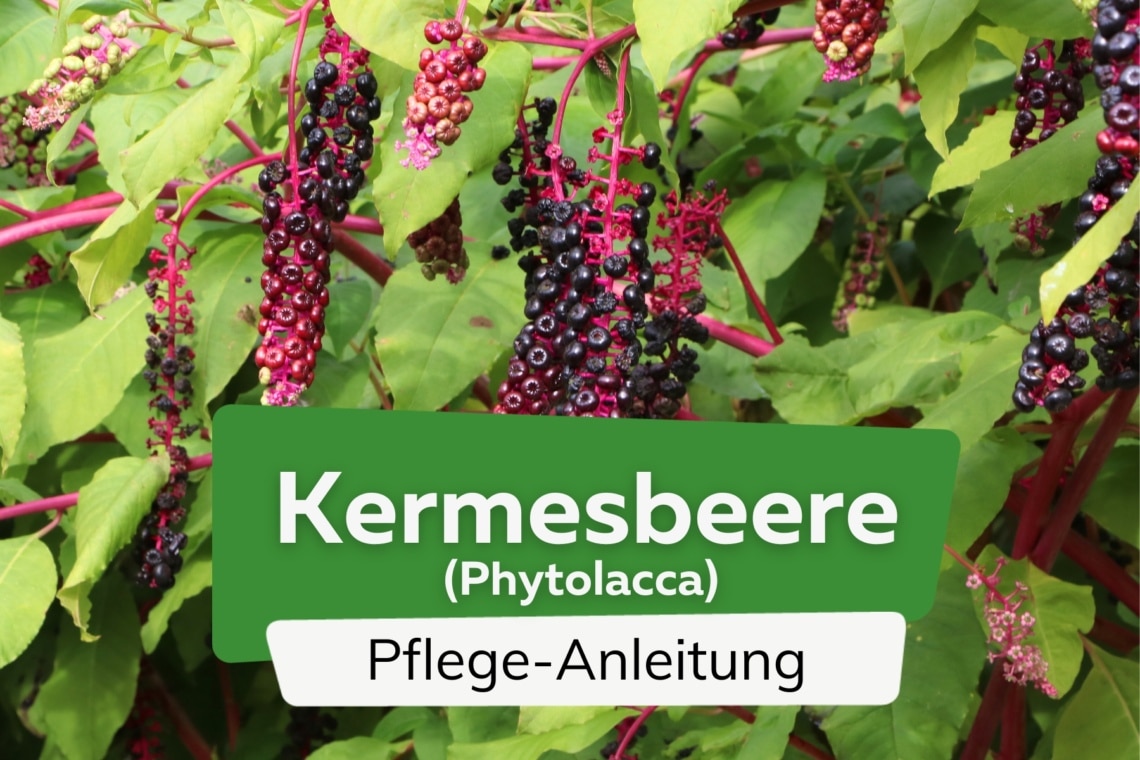 Kermesbeere (Phytolacca)