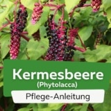 Kermesbeere (Phytolacca)