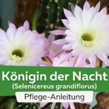 Königin der Nacht (Selenicereus grandiflorus)