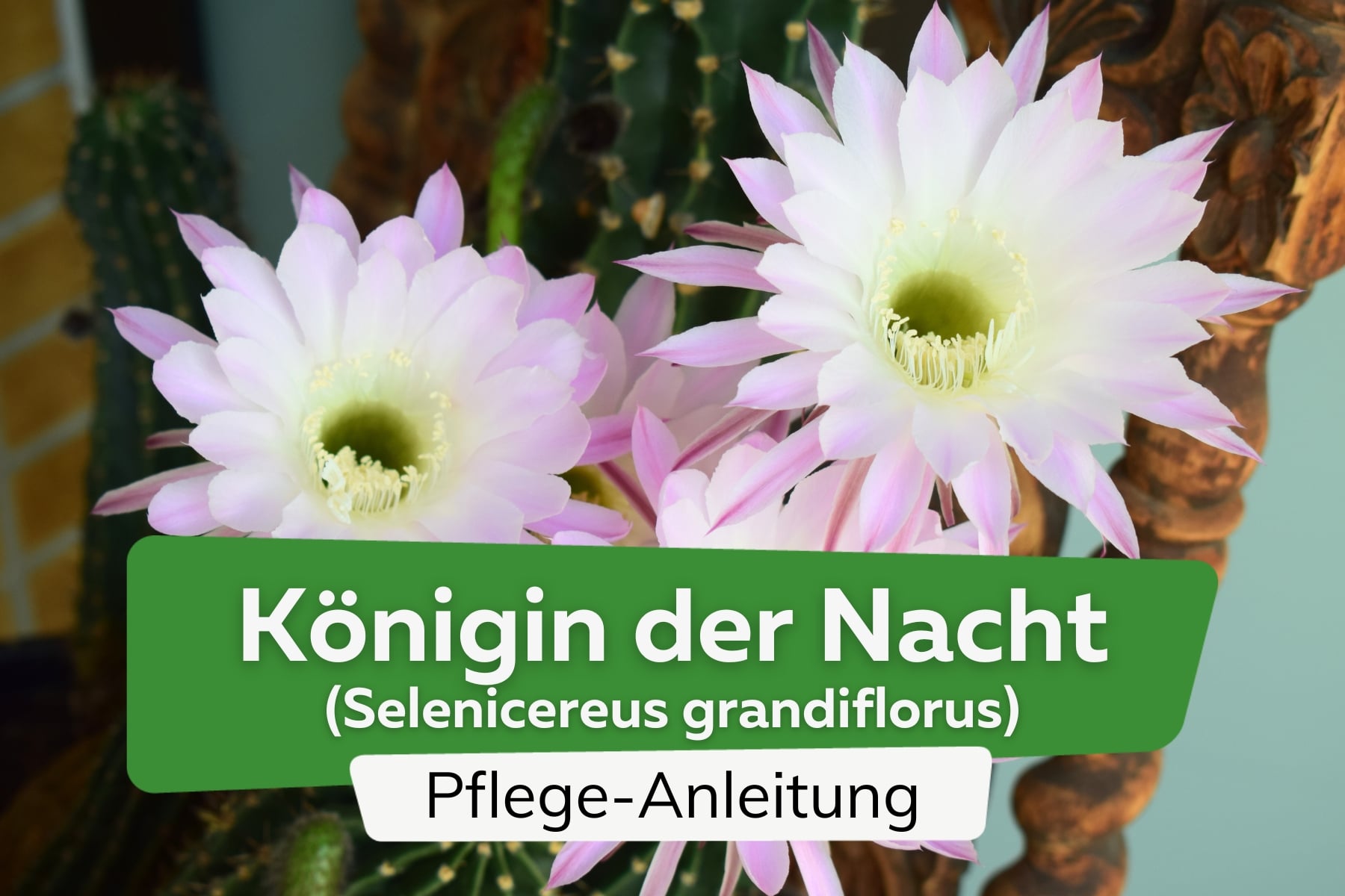 Königin der Nacht (Selenicereus grandiflorus)