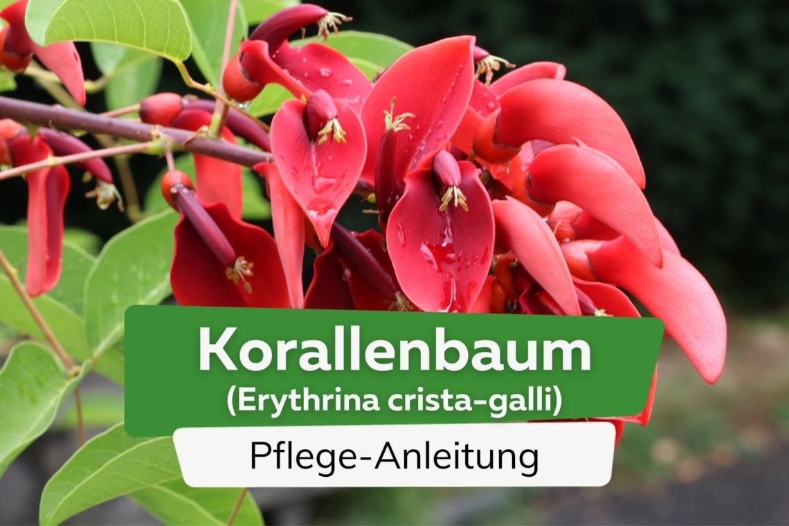 Korallenbaum (Erythrina crista-galli)