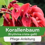 Korallenbaum (Erythrina crista-galli)