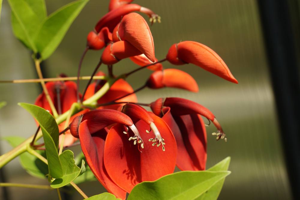 Korallenbaum Korallenstrauch Erythrina Crista-galli