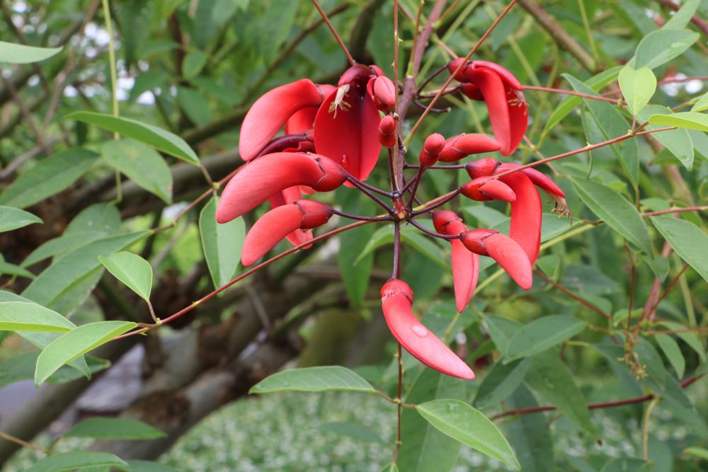 Korallenbaum Korallenstrauch Erythrina Crista-galli