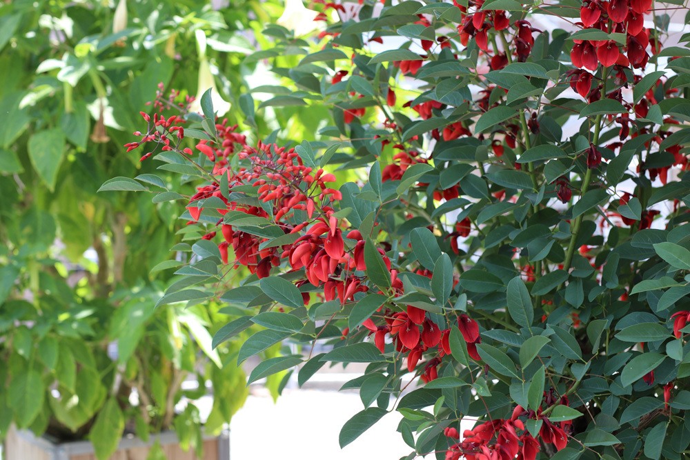 Korallenbaum Korallenstrauch Erythrina Crista-galli