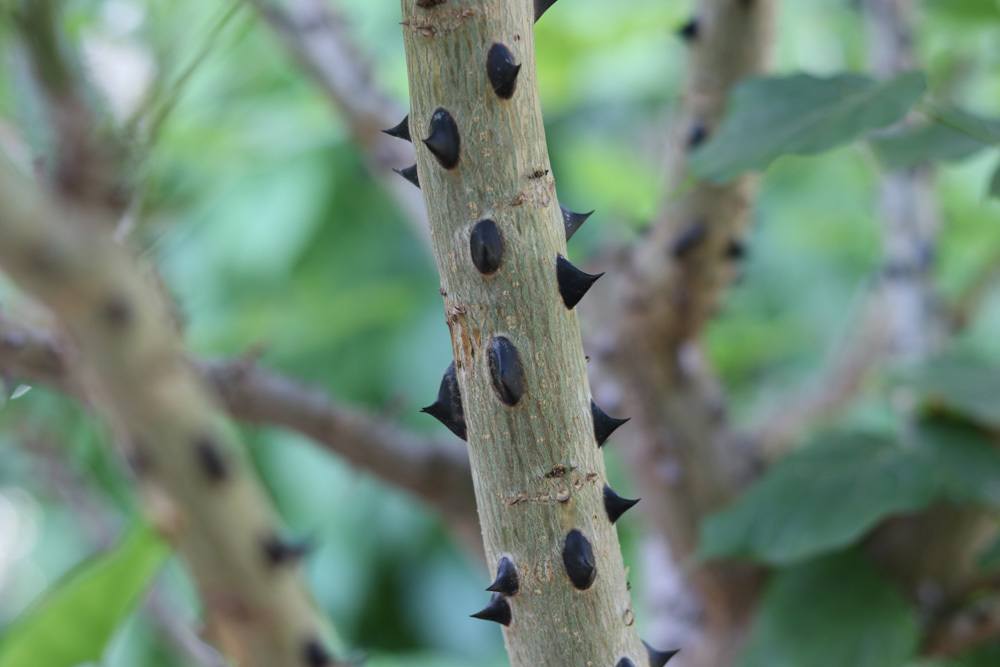 Korallenbaum Korallenstrauch Erythrina Crista-galli