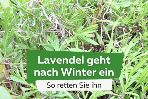 Lavendel ist nach Winter grau, geht ein und stirbt ab - was tun?