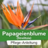 Papageienblume/Strelitzie