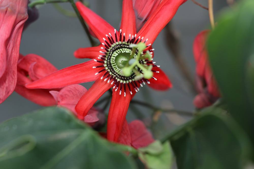 Passionsblume - Passiflora racemosa