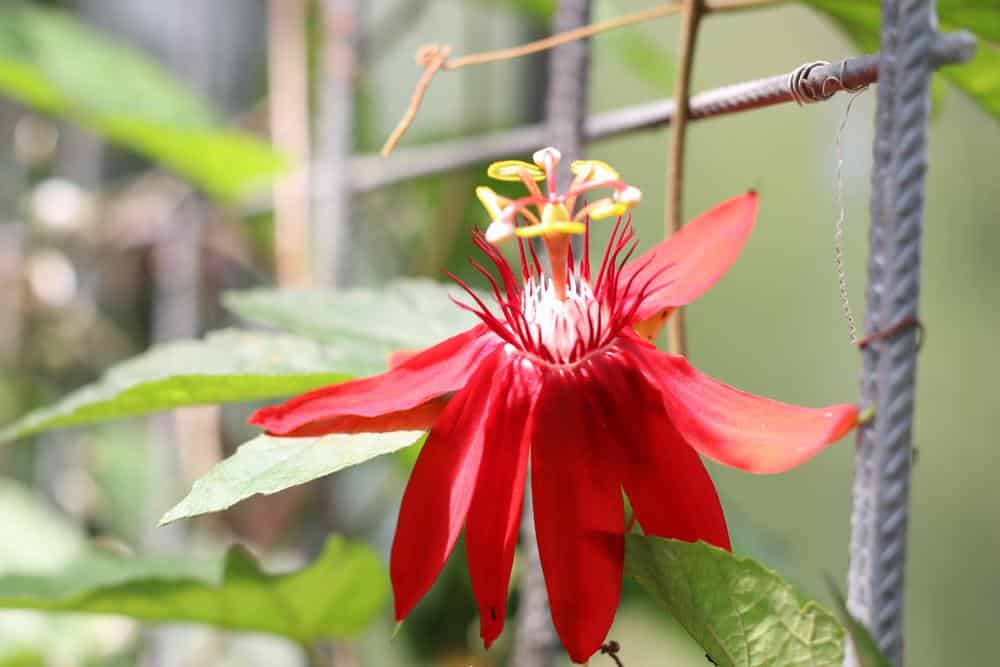 Passionsblume - Passiflora racemosa