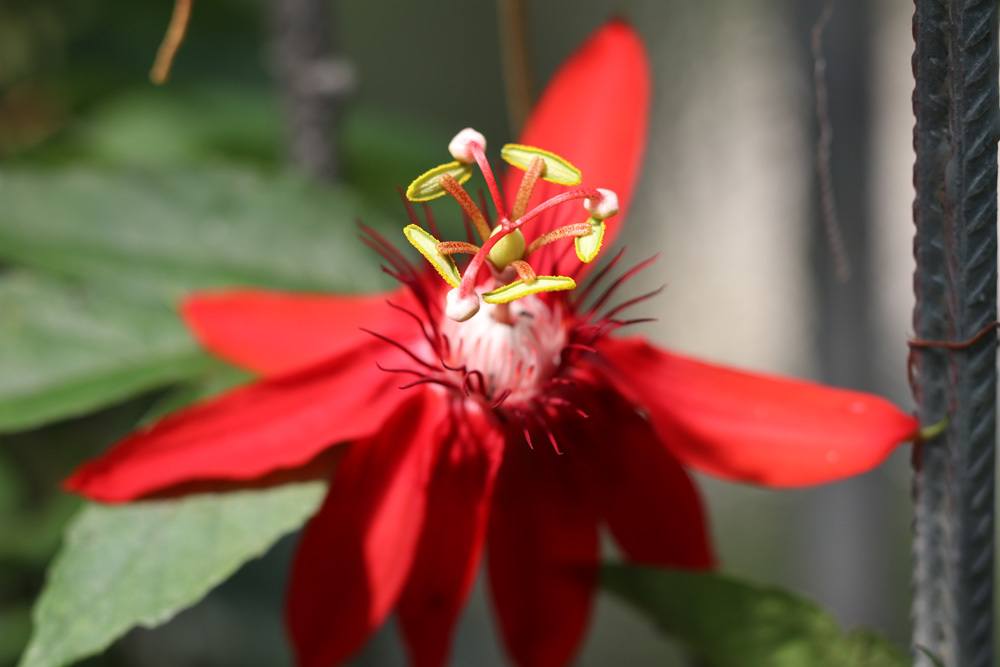 Passionsblume - Passiflora racemosa