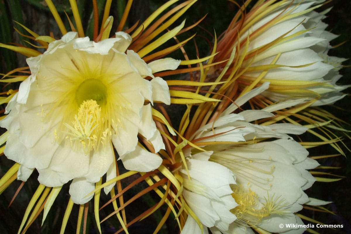 Prinzessin der Nacht (Selenicereus pteranthus)